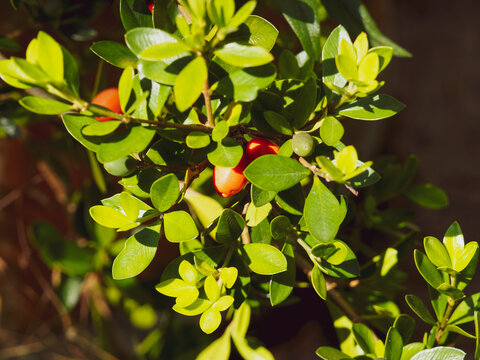 (Alyxia ruscifolia) Alyxie piquante aux cha&icirc;nes de fruits ronds rouge orange dans un feuillage vert fonc&eacute; aux feuilles &agrave; pointe &eacute;pineuse group&eacute; circulairement autour de rameaux