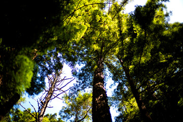 sun shining through redwood trees