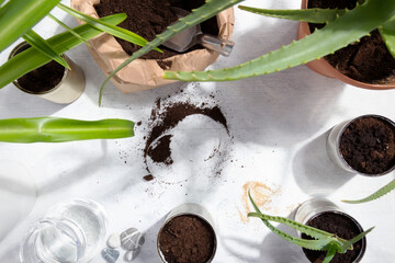 Taking care of home plants. Reuse of tin to grow plants. Zero waste, recycle, reuse, upcycle. Top view, copy space