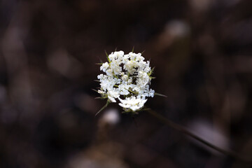 Daucus carota field of flowers. In white color.