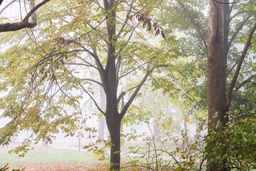 autumn landscape. morning fog in the autumn park. trees in the fog