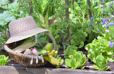 fresh vegetable in a wicker basket with hat placed in a flowered vegetable garden
