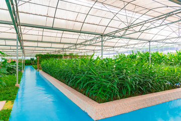 Modern greenhouses house agricultural plants with blue walkways.