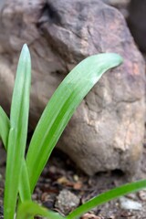 Natural leaves background of Hippeastrum or Amaryllis in rock garden.