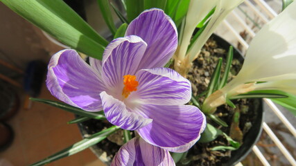Crocus