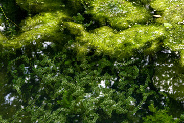 Pond overgrown with algae and mud. clear water and beautiful green algae. Nature background