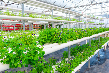 Soilless crops grown in pipes in modern greenhouses.