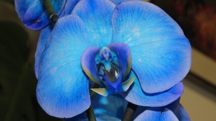 Orchidea Blu