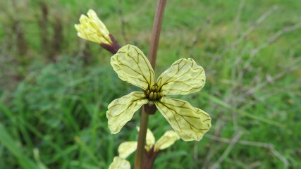 Raphanus raphanistrum