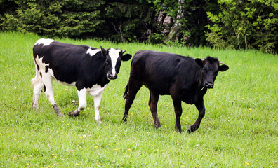 young dairy cows, go from  pasture through  green meadow along  forest, with young gobies and heifers.