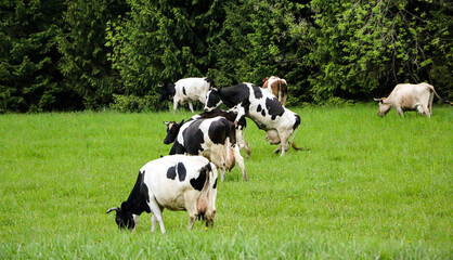 young dairy cows, go from  pasture through  green meadow along  forest, with young gobies and heifers.
