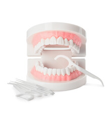 Model of jaw with dental floss on white background
