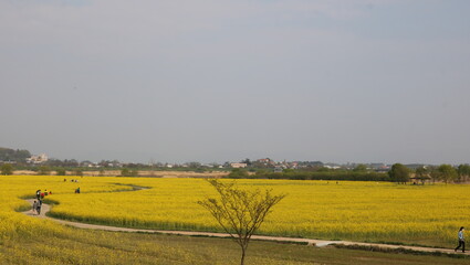 Obraz premium field of rape