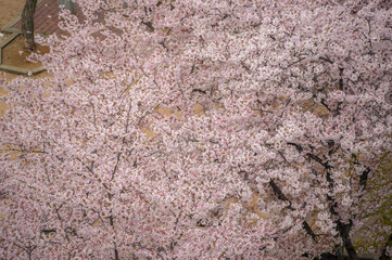 満開の桜