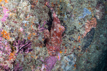 A stone fish is lurking on a rock using its natural camouflage . 