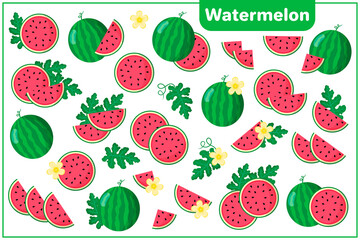 Set of vector cartoon illustrations with Watermelon exotic fruits, flowers and leaves isolated on white background