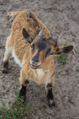baby goat on a farm