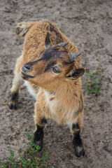 baby goat on a farm
