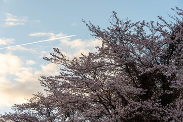 朝焼けの空と桜と飛行機雲
