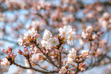 桜とつぼみ
