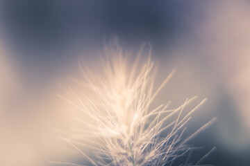 Soft, defocused and dynamic abstract. Fresh and natural texture and pattern background of a plant.