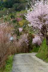 Fototapeta premium 沢山の桜が咲く田園の歩道
