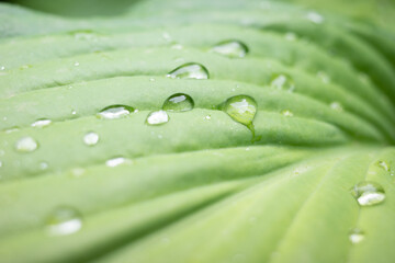 Drops of water on a green leaf. Raindrops on a green leaf. Closeup