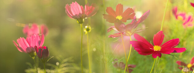 Fototapeta na wymiar red pink cosmos flower in green summer field soft nature sunlight banner background