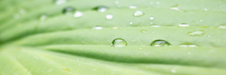 Drops of water on a green leaf. Raindrops on a green leaf. Closeup. Banner