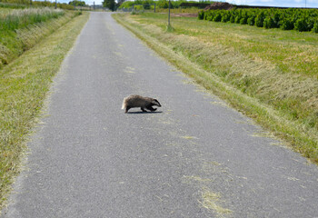 Dachs rennt über die Straße © schreiberVIS