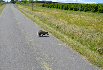 Dachs rennt über die Straße © schreiberVIS