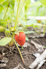 Image of red tasty strawberry on garden bed. Side view. Closeup
