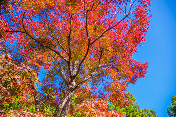 紅葉と青空　けいはんな記念公園