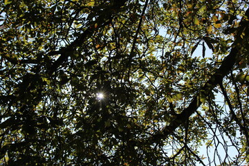 Late summer sunlight through leaves on tree branches in the afternoon