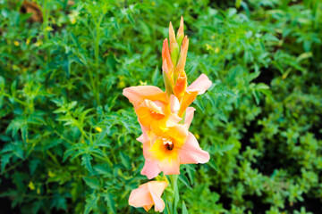 Obraz premium orange flower in the garden