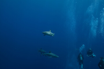 群青色の外洋を背景に泳ぐオグロメジロザメ（Carcharhinus amblyrhynchos）。英語名グレーリーフシャークも一般的。ミクロネシア連邦ヤップ島
