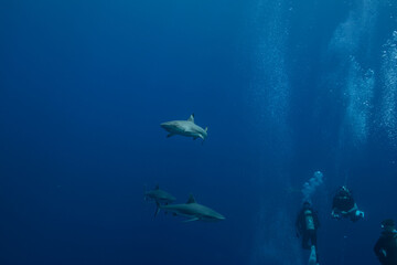 群青色の外洋を背景に泳ぐオグロメジロザメ（Carcharhinus...