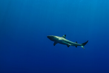 群青色の外洋を背景に泳ぐツマグロザメ (Carcharhinus melanopterus)。英語名のブラックチップリーフシャークも一般的。ミクロネシア連邦ヤップ島