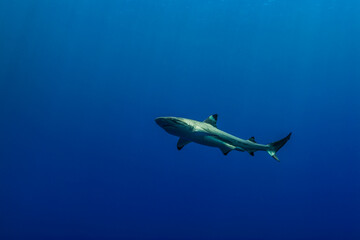 Fototapeta premium 群青色の外洋を背景に泳ぐツマグロザメ (Carcharhinus melanopterus)。英語名のブラックチップリーフシャークも一般的。ミクロネシア連邦ヤップ島