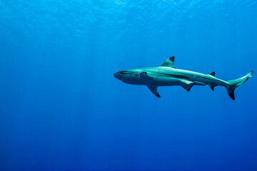 Fototapeta premium 青く透明な海面下を背景に泳ぐツマグロザメ (Carcharhinus melanopterus)。英語名のブラックチップリーフシャークも一般的。ミクロネシア連邦ヤップ島