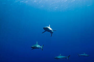 青く透明な海面下を背景に泳ぐオグロメジロザメ（Carcharhinus amblyrhynchos）。英語名グレーリーフシャークも一般的。ミクロネシア連邦ヤップ島