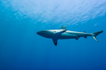 青く透明な海面下を背景に泳ぐオグロメジロザメ（Carcharhinus...
