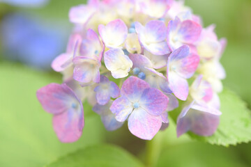 あじさいの花