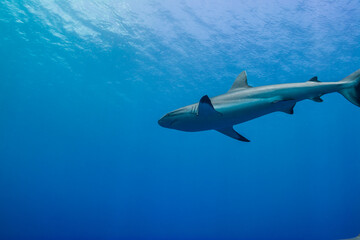 青く透明な海面下を背景に泳ぐオグロメジロザメ（Carcharhinus amblyrhynchos）。英語名グレーリーフシャークも一般的。ミクロネシア連邦ヤップ島