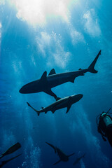 Obraz premium 青く透明な海面下を背景に泳ぐオグロメジロザメ（Carcharhinus amblyrhynchos）。英語名グレーリーフシャークも一般的。ミクロネシア連邦ヤップ島