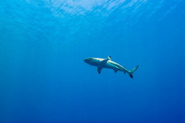 Fototapeta premium 青く透明な海面下を背景に泳ぐツマグロザメ (Carcharhinus melanopterus)。英語名のブラックチップリーフシャークも一般的。ミクロネシア連邦ヤップ島