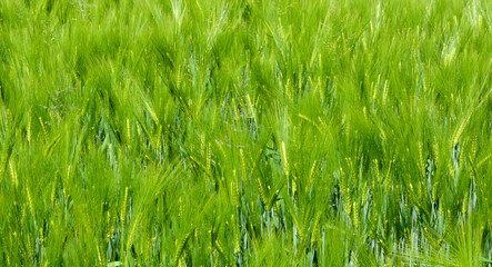 il colore del frumento a primavera mosso dal vento