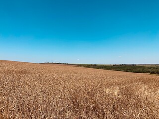 field of wheat