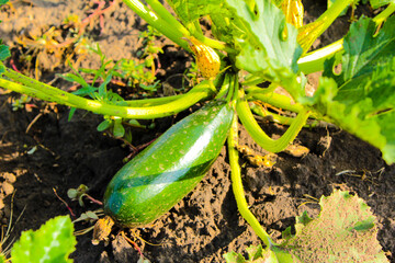 Obraz premium zucchini on the ground