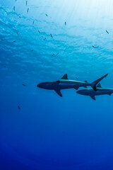 Obraz premium 海面下間近を泳ぐオグロメジロザメ, carcharhinus amblyrhynchos。グレーリーフシャークとも呼ばれる。ミクロネシア連邦ヤップ島